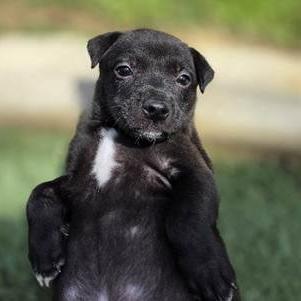 Margaret, a Adoptable Terrier in Yucaipa, CA image 4/5