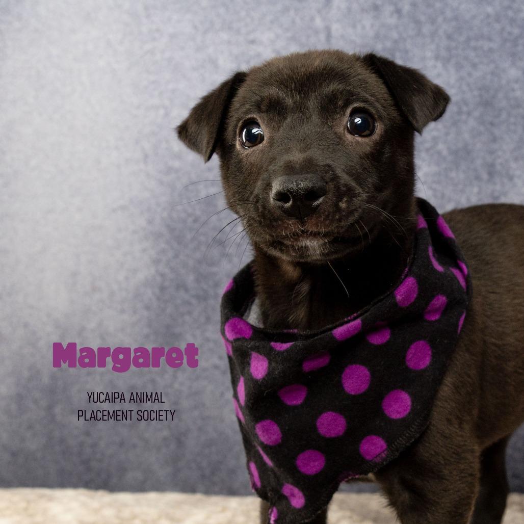 Margaret, a Adoptable Terrier in Yucaipa, CA image 5/5