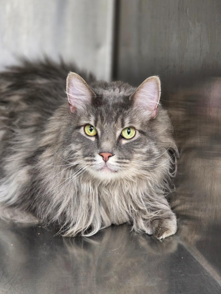Enlarge Hibachi, a Adoptable Manx in Carthage, MO image 1/3