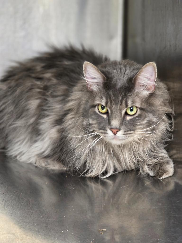 Enlarge Hibachi, a Adoptable Manx in Carthage, MO image 2/3