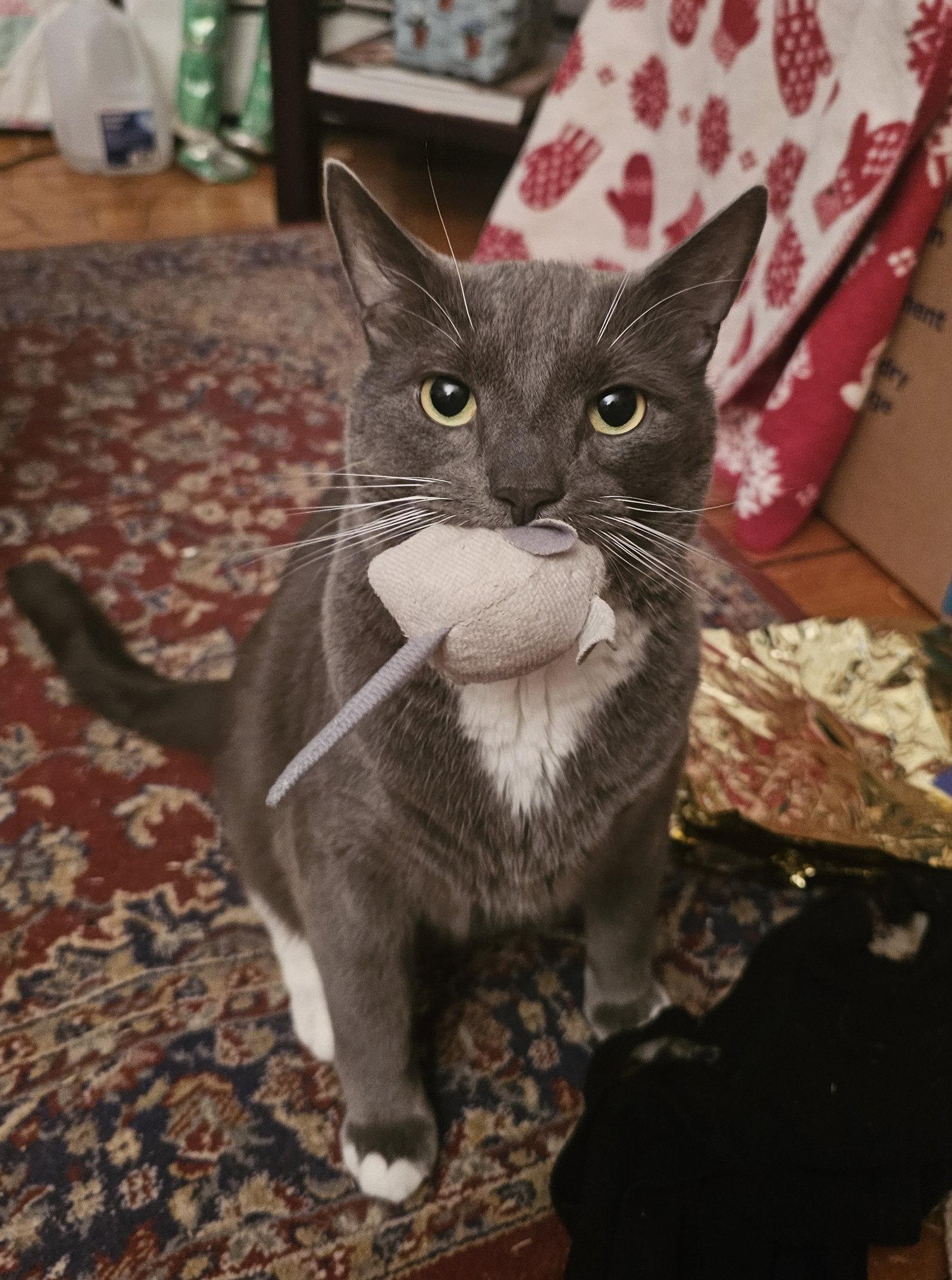 Bruce, Adopted, Adult Male Domestic Short Hair.