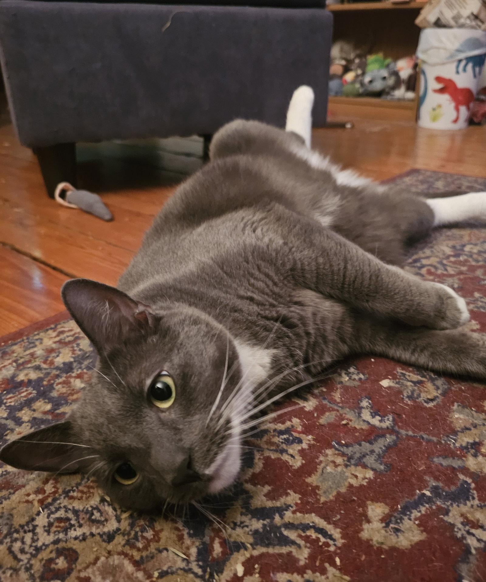 Enlarge Bruce, a Adopted Domestic Short Hair in Somerville, MA image 2/3