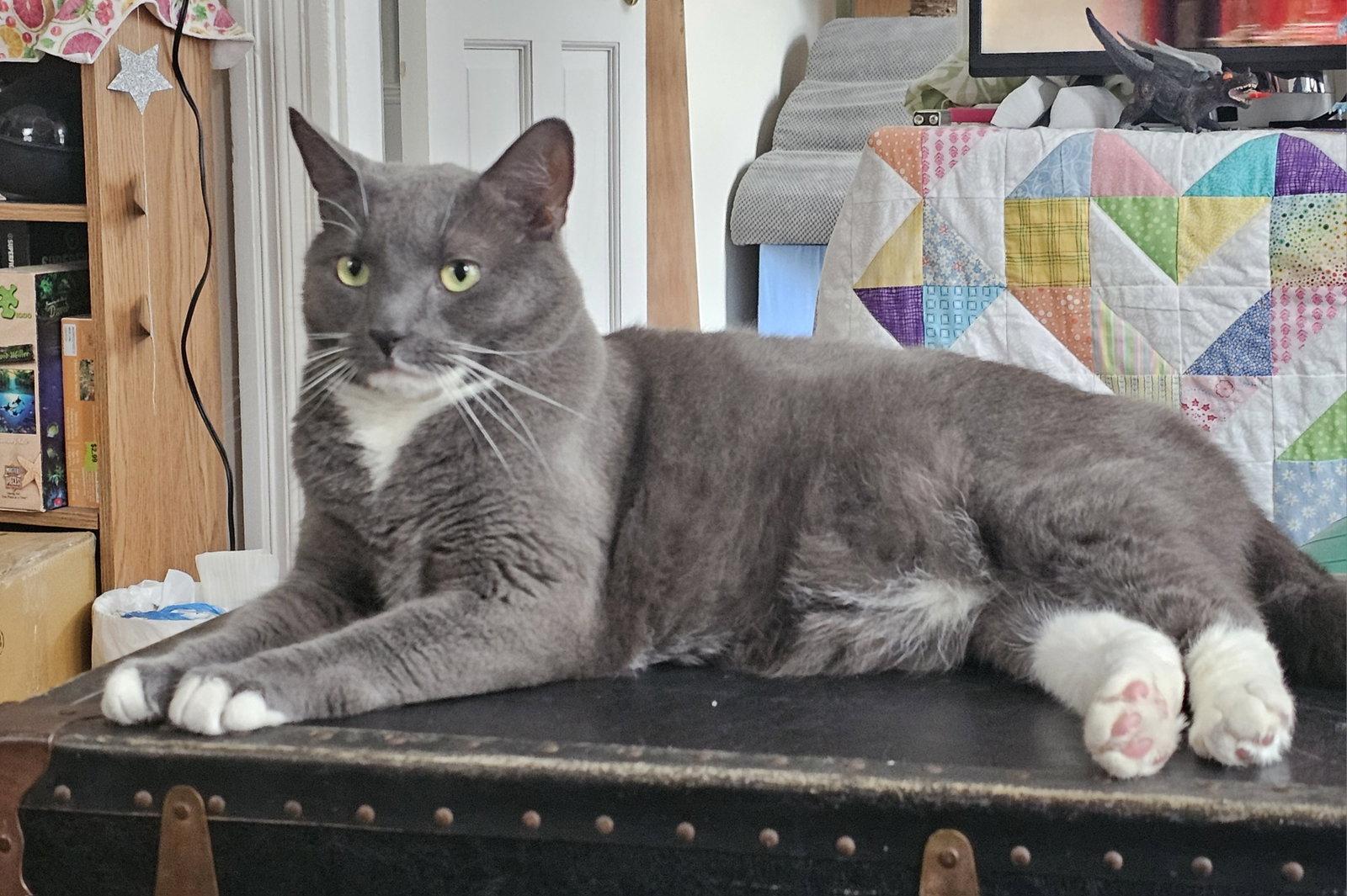 Enlarge Bruce, a Adopted Domestic Short Hair in Somerville, MA image 3/3