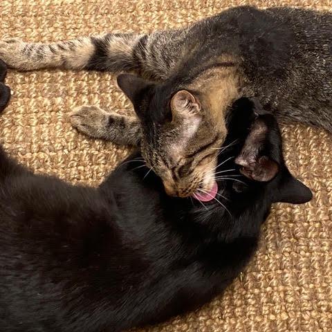 Charli — thumbnail 4