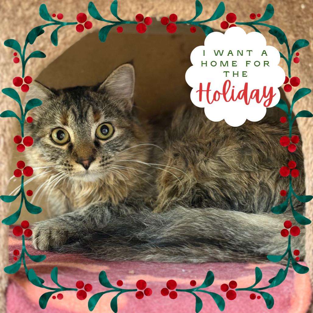 Peach - Sweet as can be!, a Adoptable Domestic Long Hair in Flagstaff, AZ image 1/2
