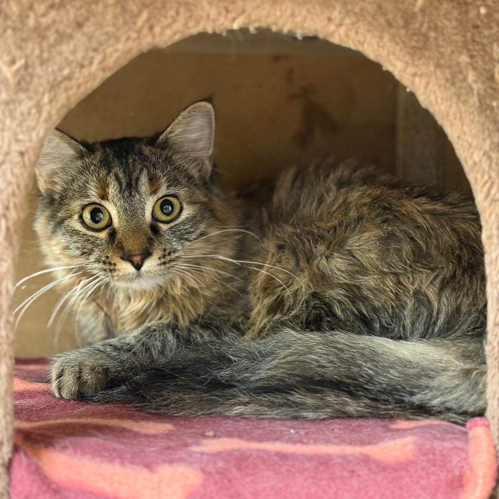 Peach - Sweet as can be!, a Adoptable Domestic Long Hair in Flagstaff, AZ image 2/2