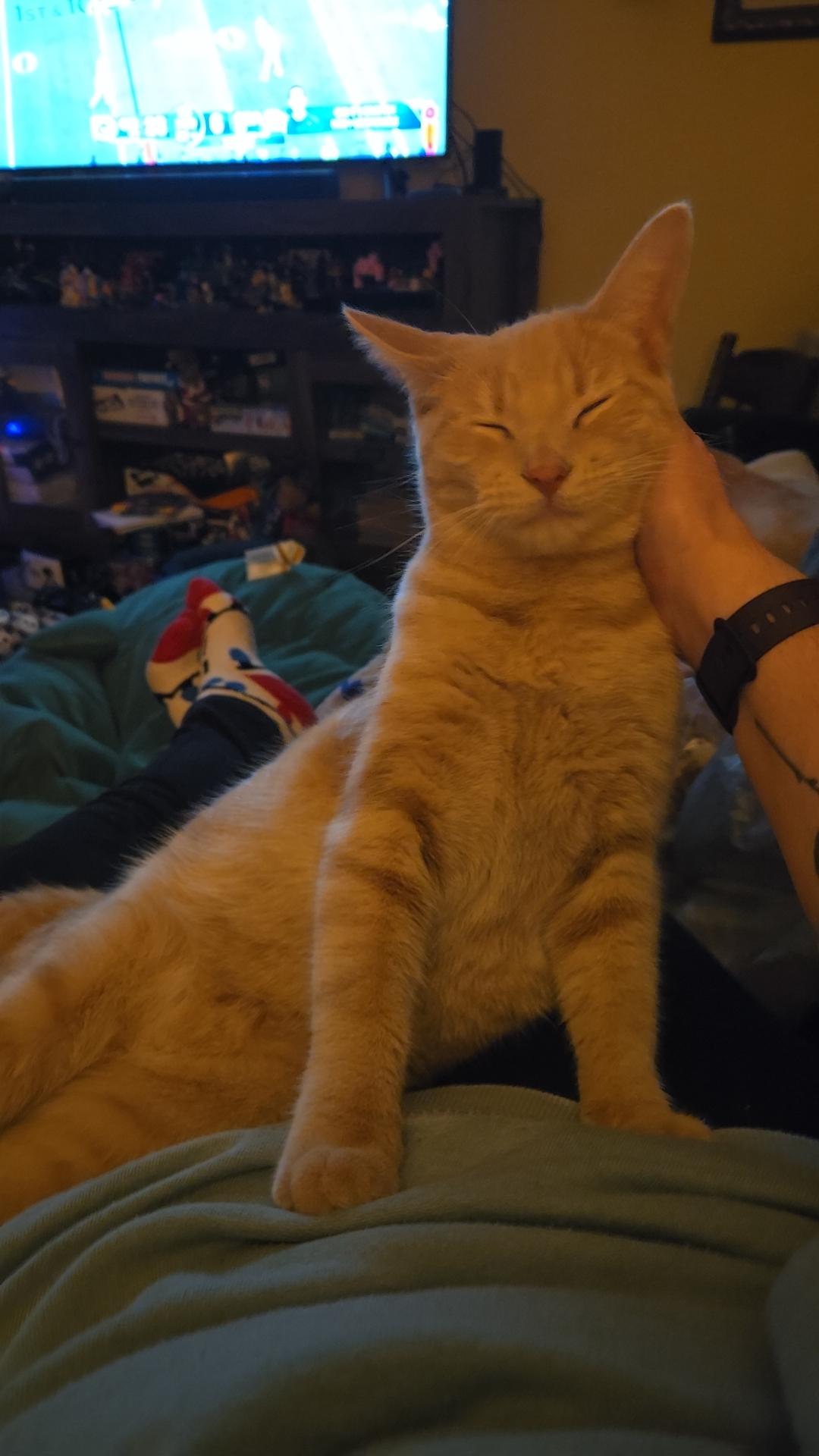 Sam 3