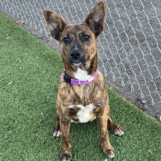 Enlarge JOVIE, a Adoptable mixed breed in Cranston, RI image 3/3