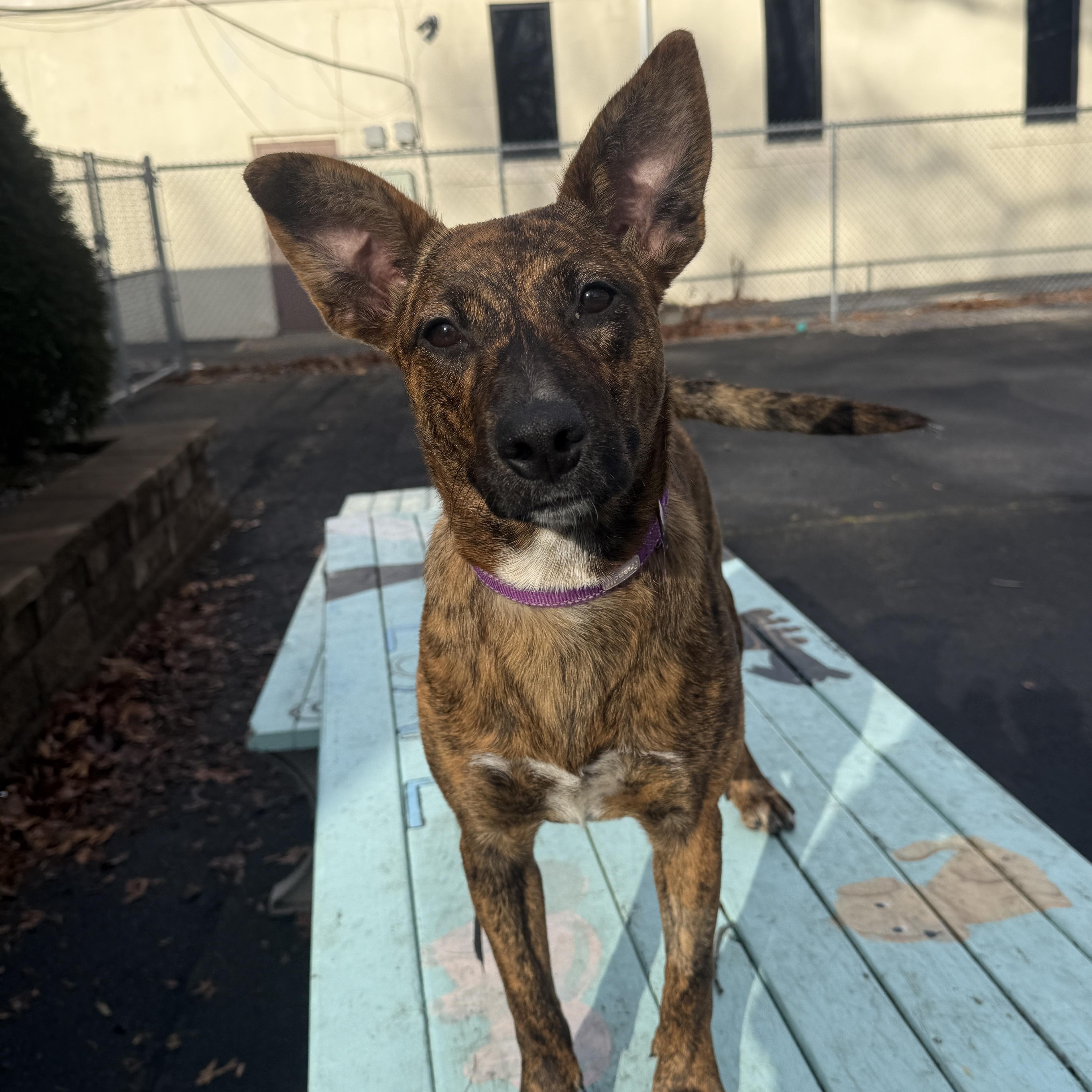 JOVIE, Adoptable, Young Female Mixed Breed.