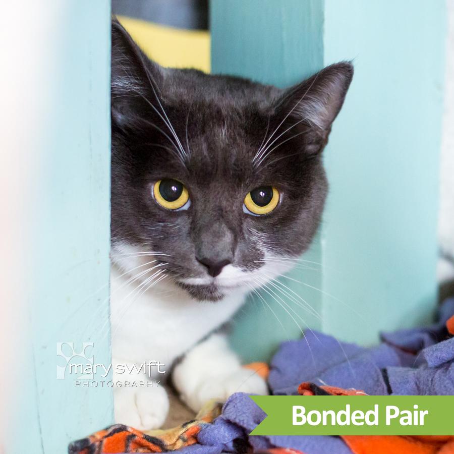 Raya, Adoptable, Adult Female Domestic Short Hair.