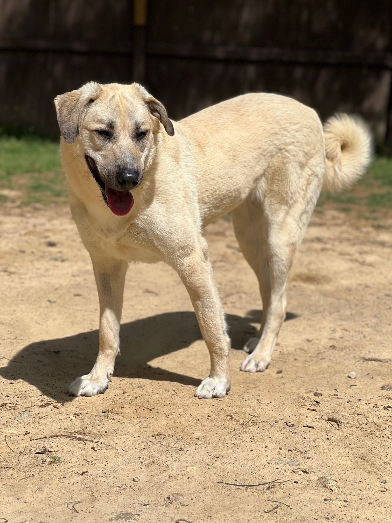 Jolene, a Adopted Anatolian Shepherd in Douglasville, GA image 1/2