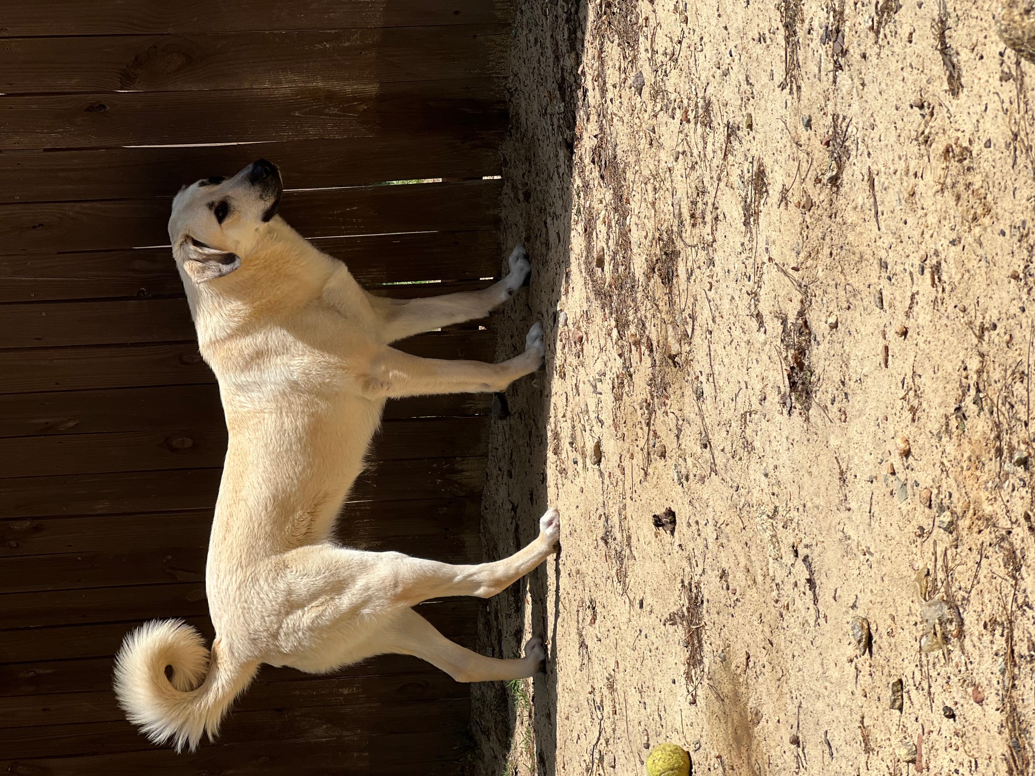 Jolene, Adopted, Puppy Female Anatolian Shepherd.
