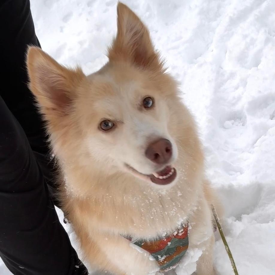 Arry, ADOPTABLE, Young Male Samoyed & Spitz.