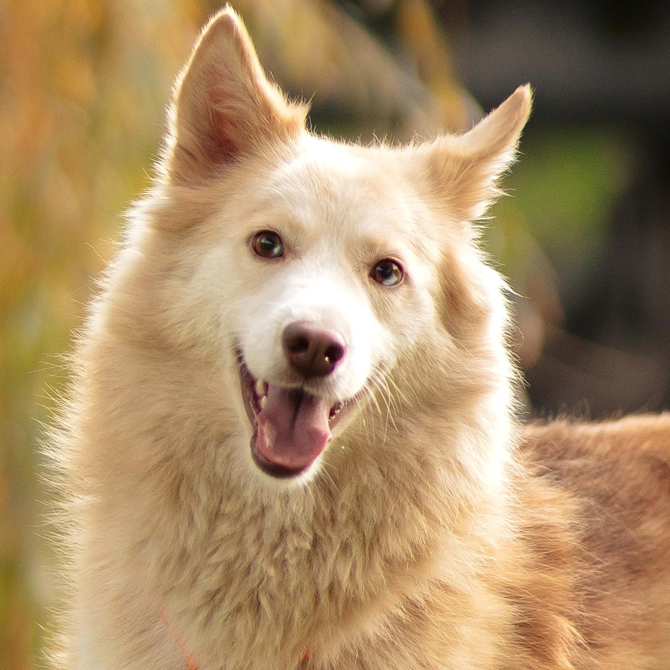 Enlarge Arry, a ADOPTABLE mixed breed in Morristown, NJ image 5/6