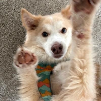 Enlarge Arry, a ADOPTABLE mixed breed in Morristown, NJ image 4/6