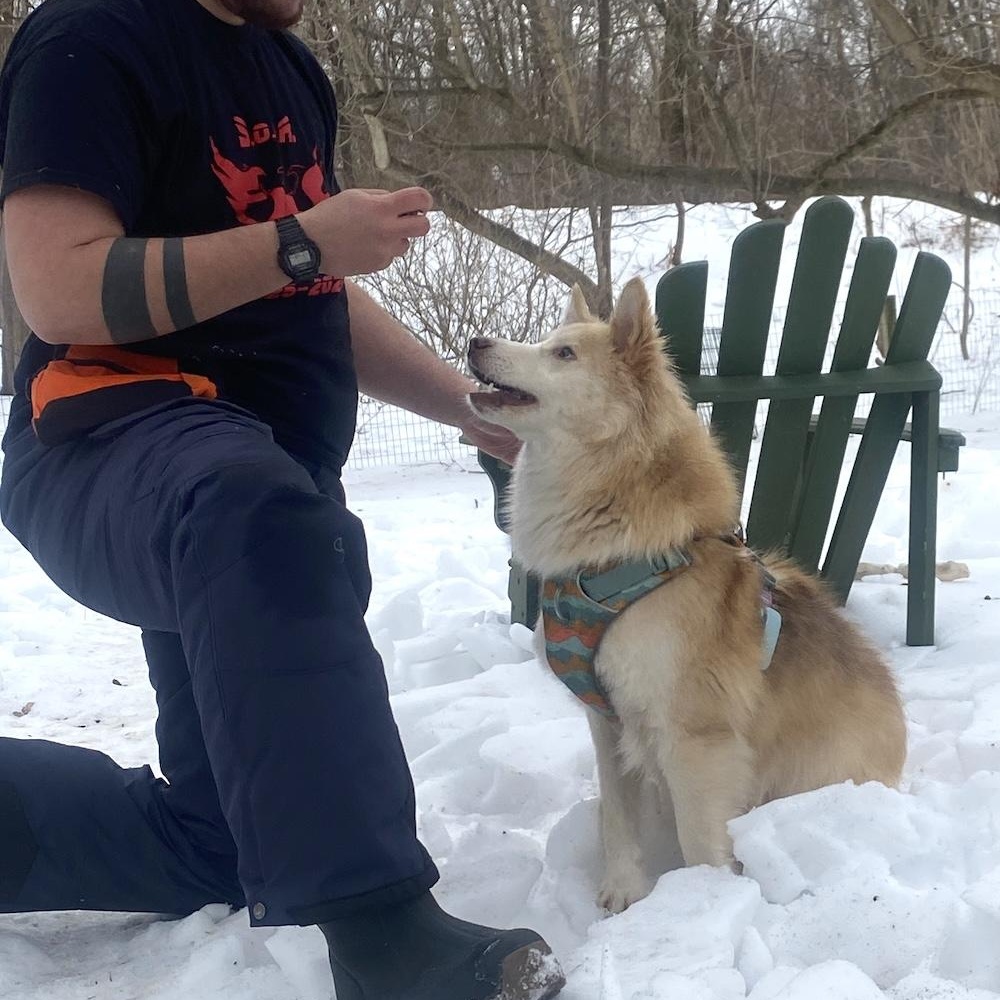 Enlarge Arry, a ADOPTABLE mixed breed in Morristown, NJ image 3/6