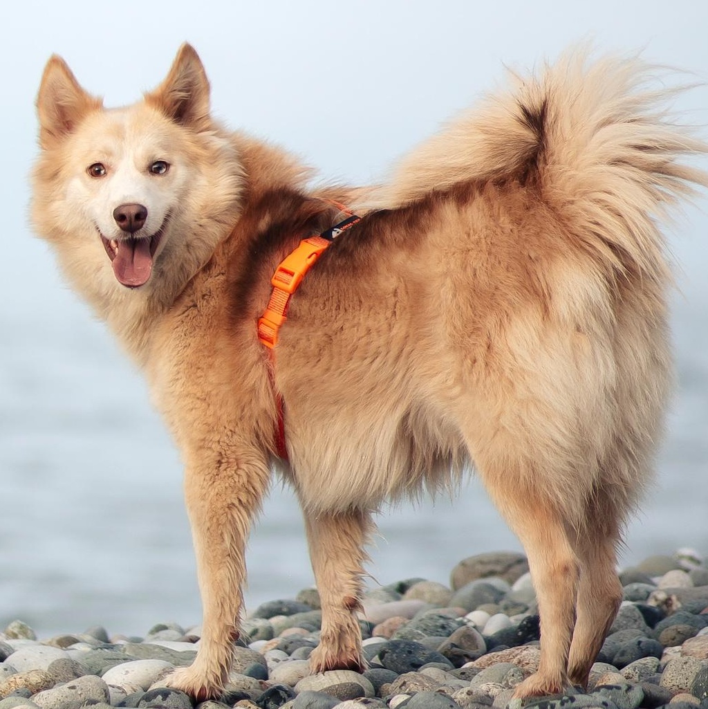 Enlarge Arry, a ADOPTABLE mixed breed in Morristown, NJ image 6/6