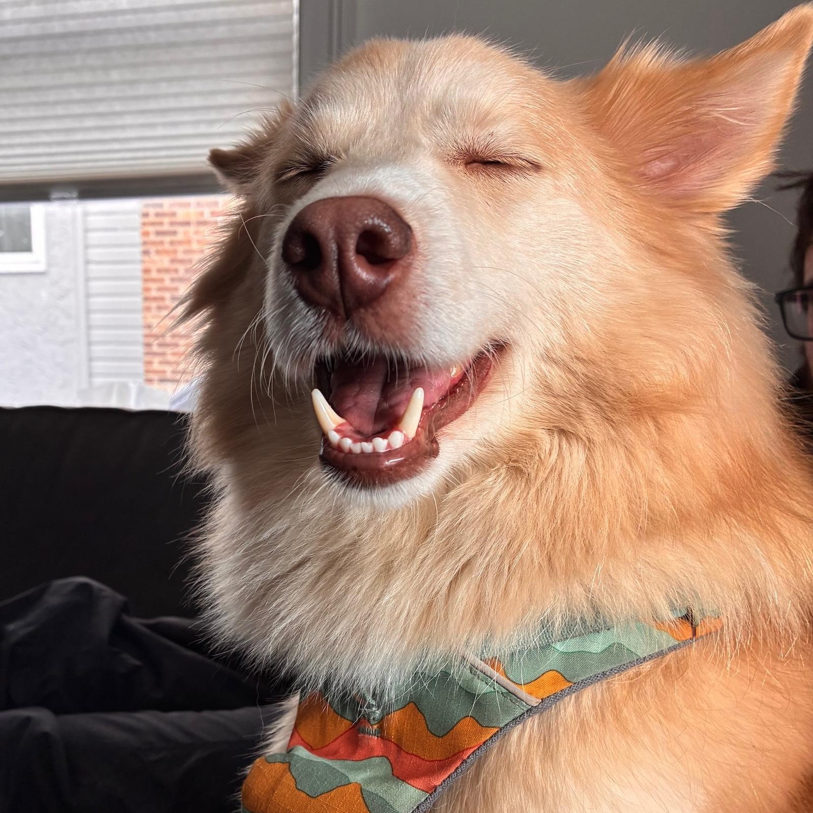 Enlarge Arry, a ADOPTABLE mixed breed in Morristown, NJ image 2/6