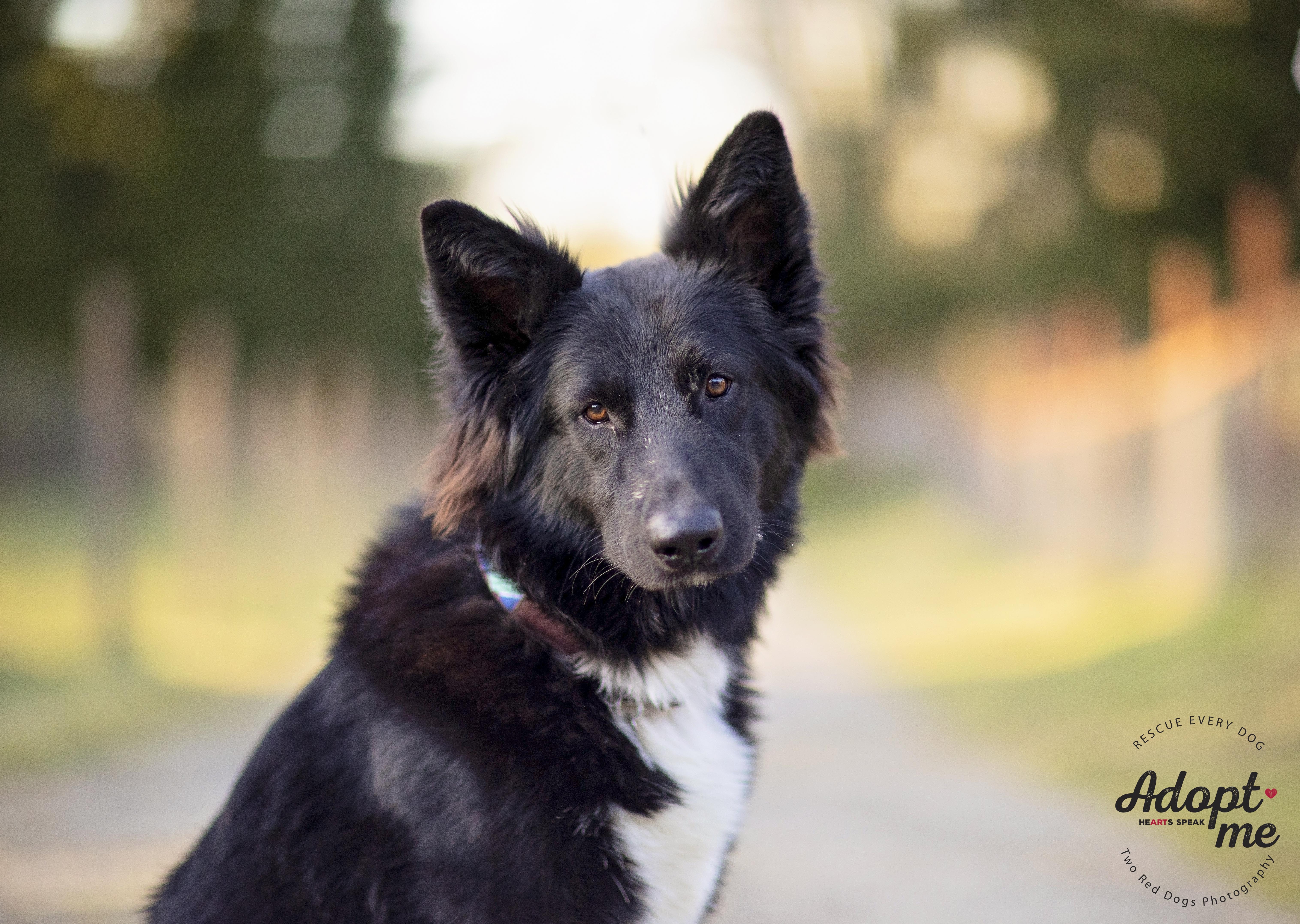 Rango, a Adoptable German Shepherd Dog in Seattle, WA image 1/5