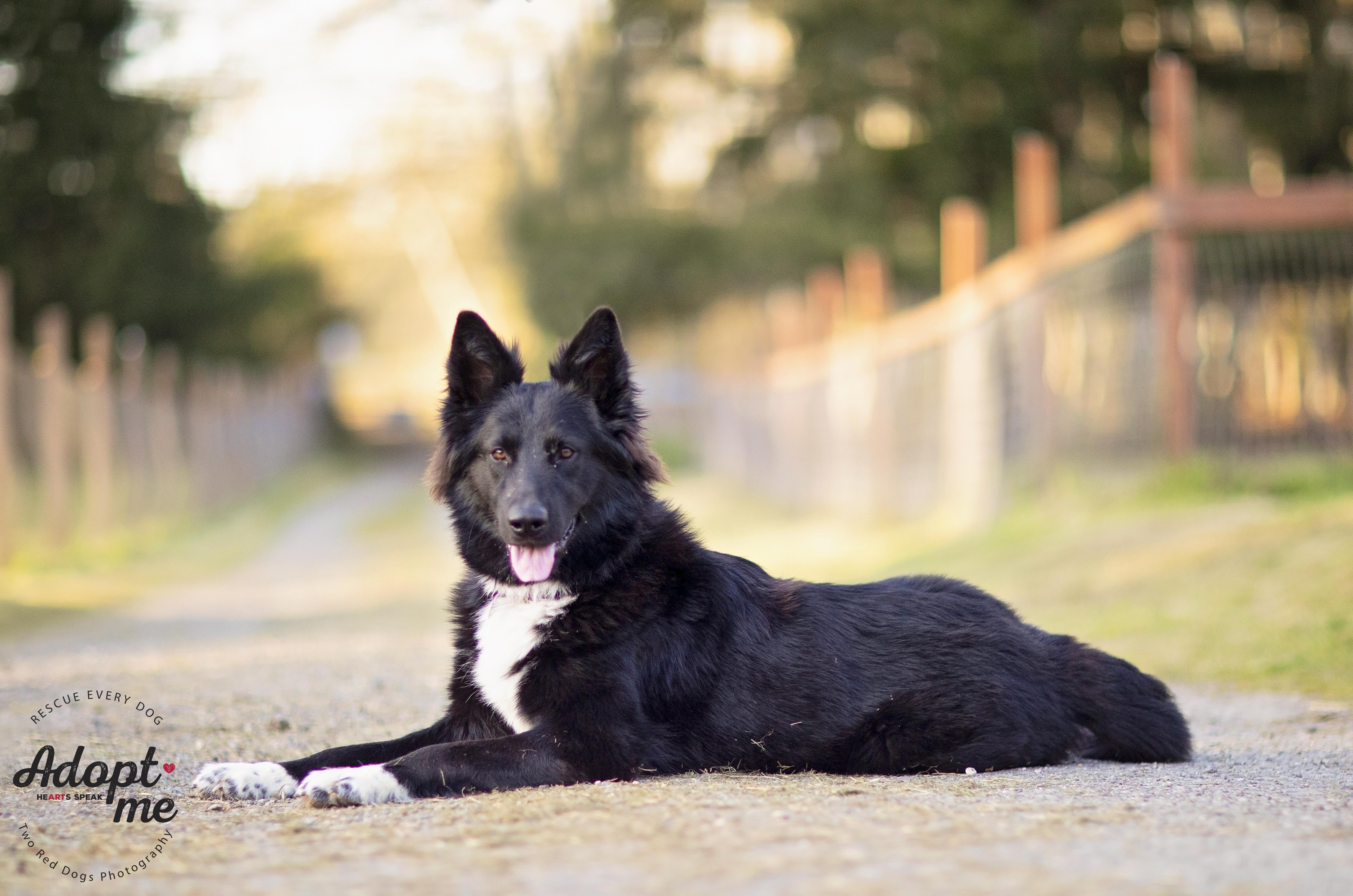 Rango, a Adoptable German Shepherd Dog in Seattle, WA image 2/5