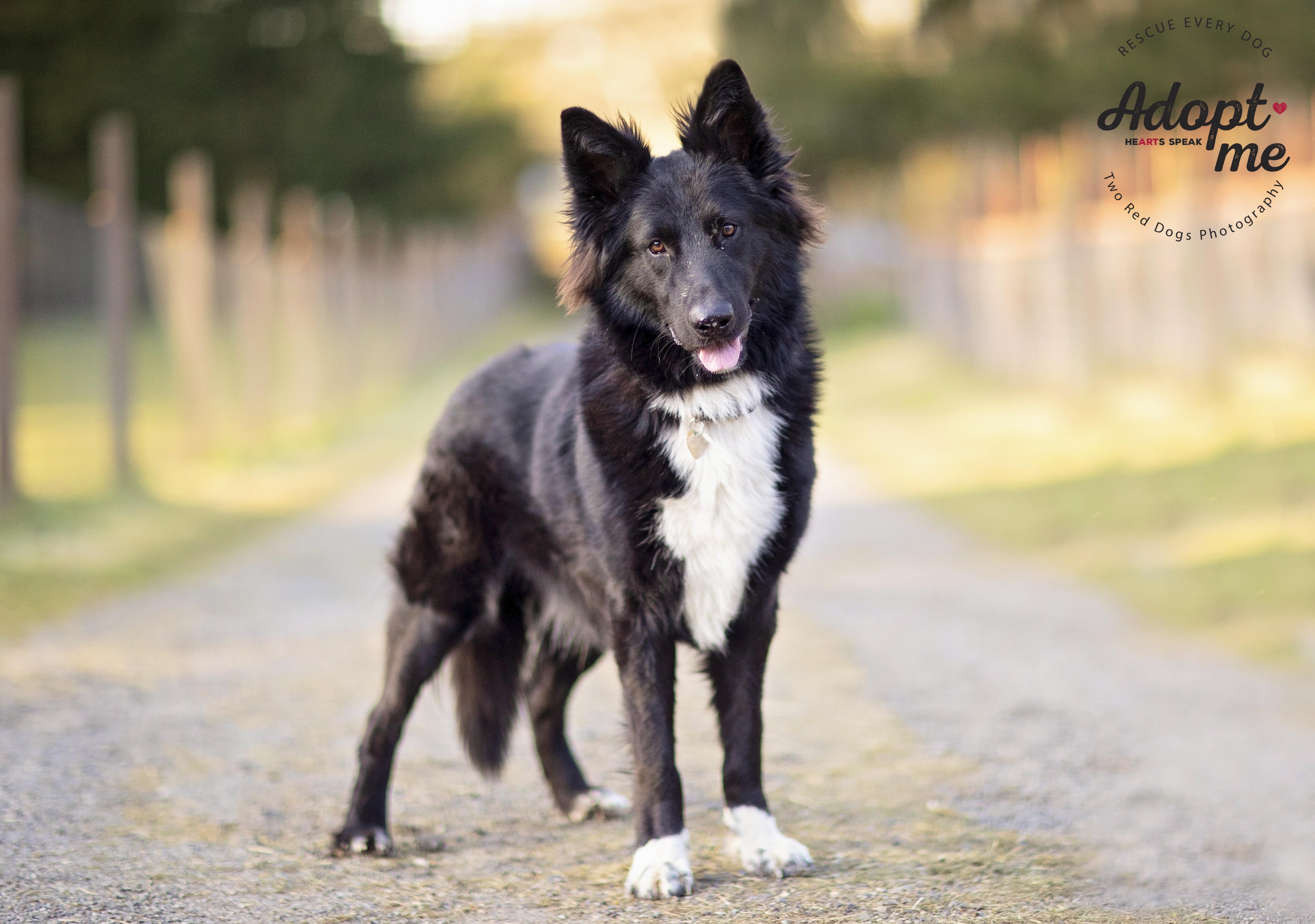 Rango, a Adoptable German Shepherd Dog in Seattle, WA image 3/5