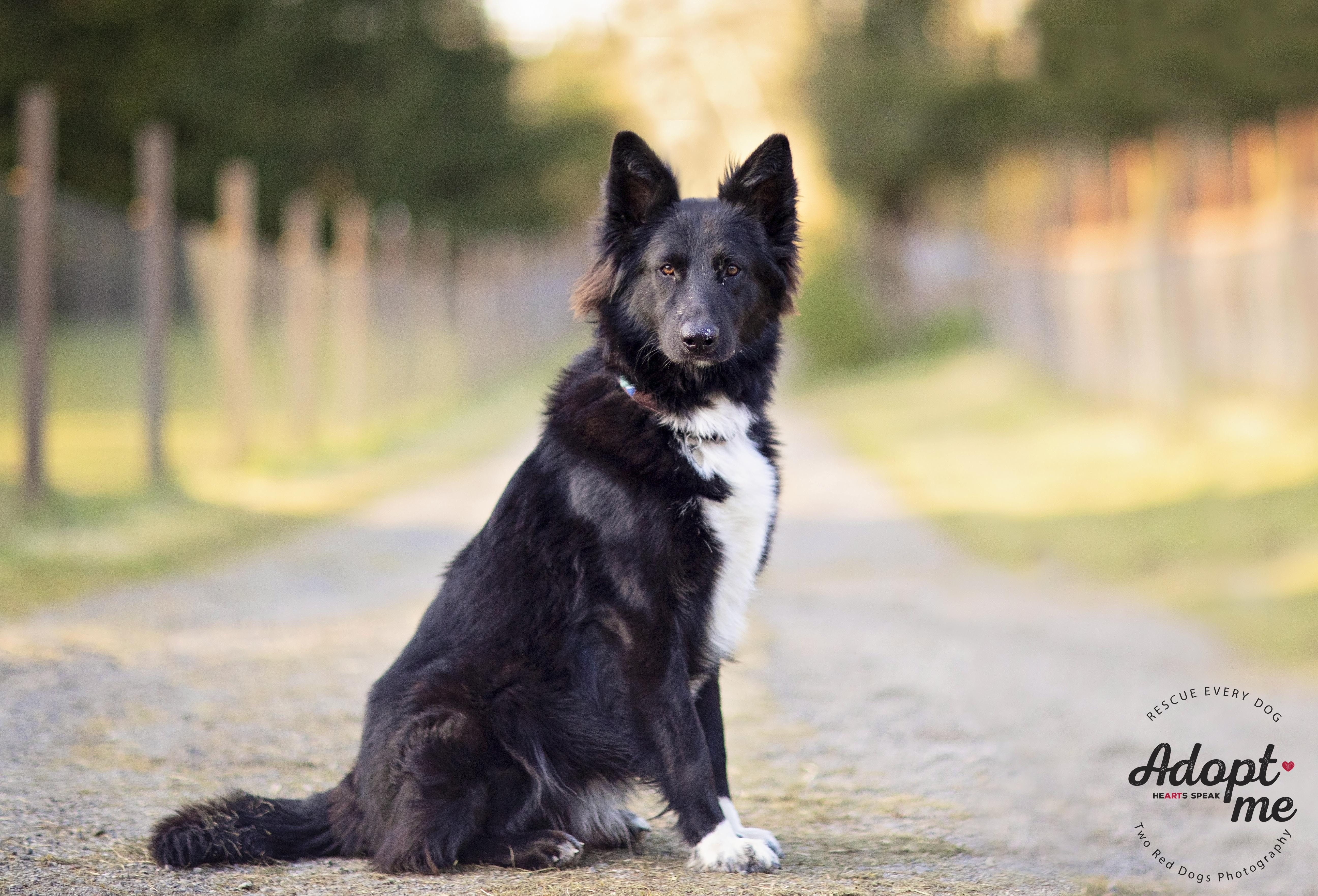 Rango, a Adoptable German Shepherd Dog in Seattle, WA image 4/5