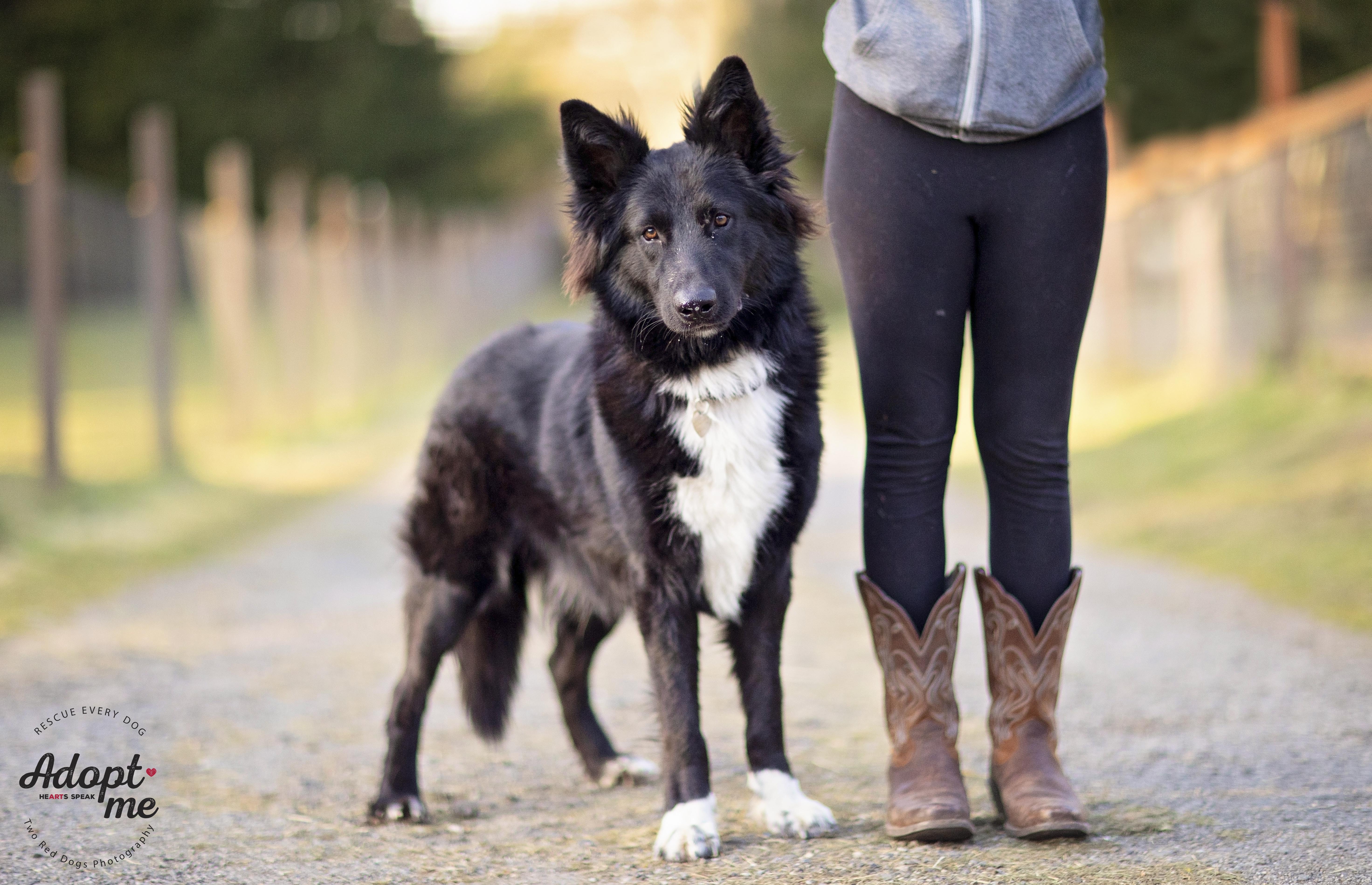 Rango, a Adoptable German Shepherd Dog in Seattle, WA image 5/5