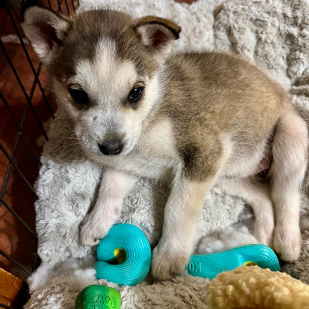 Katherine, a Adoptable Husky in Tuba City, AZ image 2/6