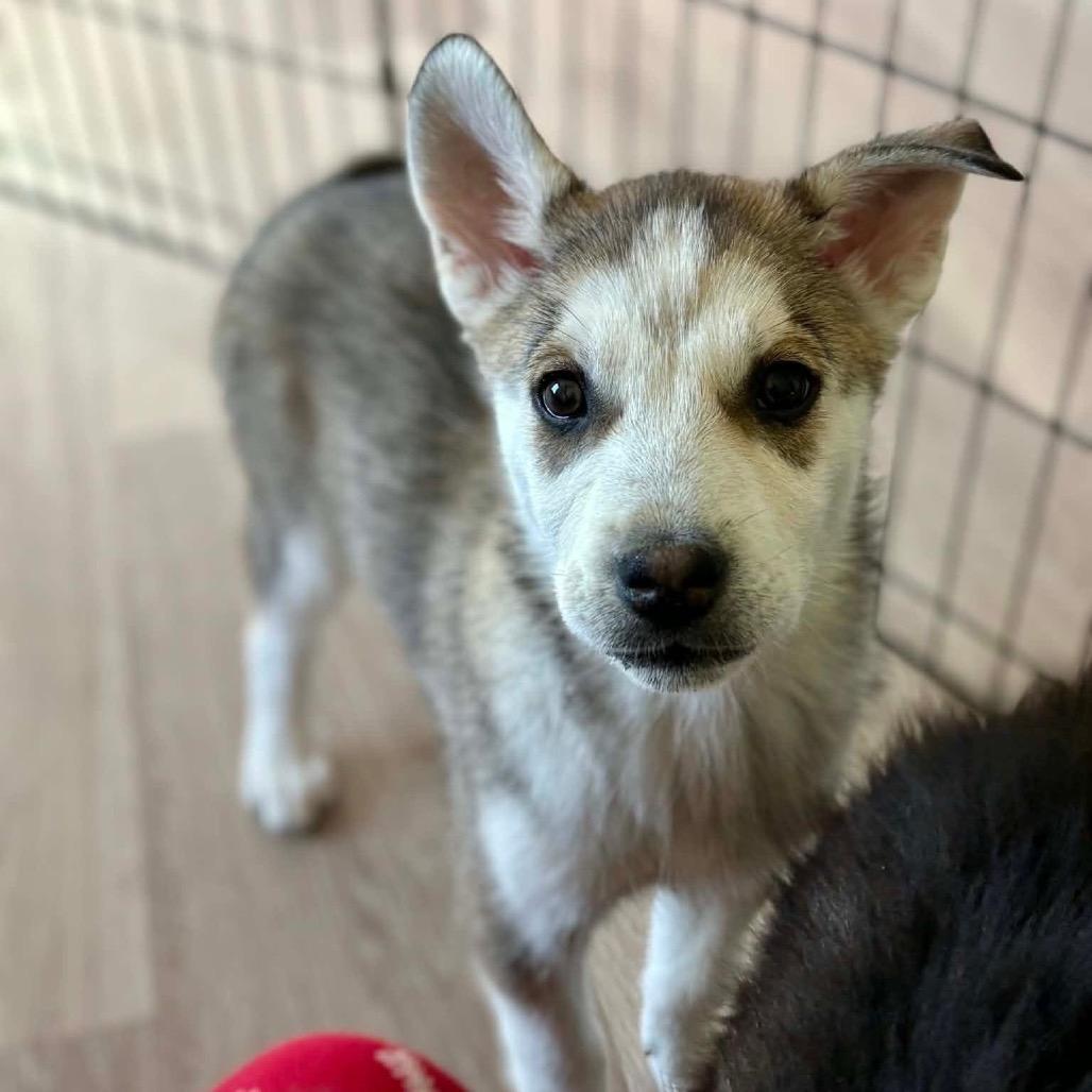 Katherine, a Adoptable Husky in Tuba City, AZ image 3/6