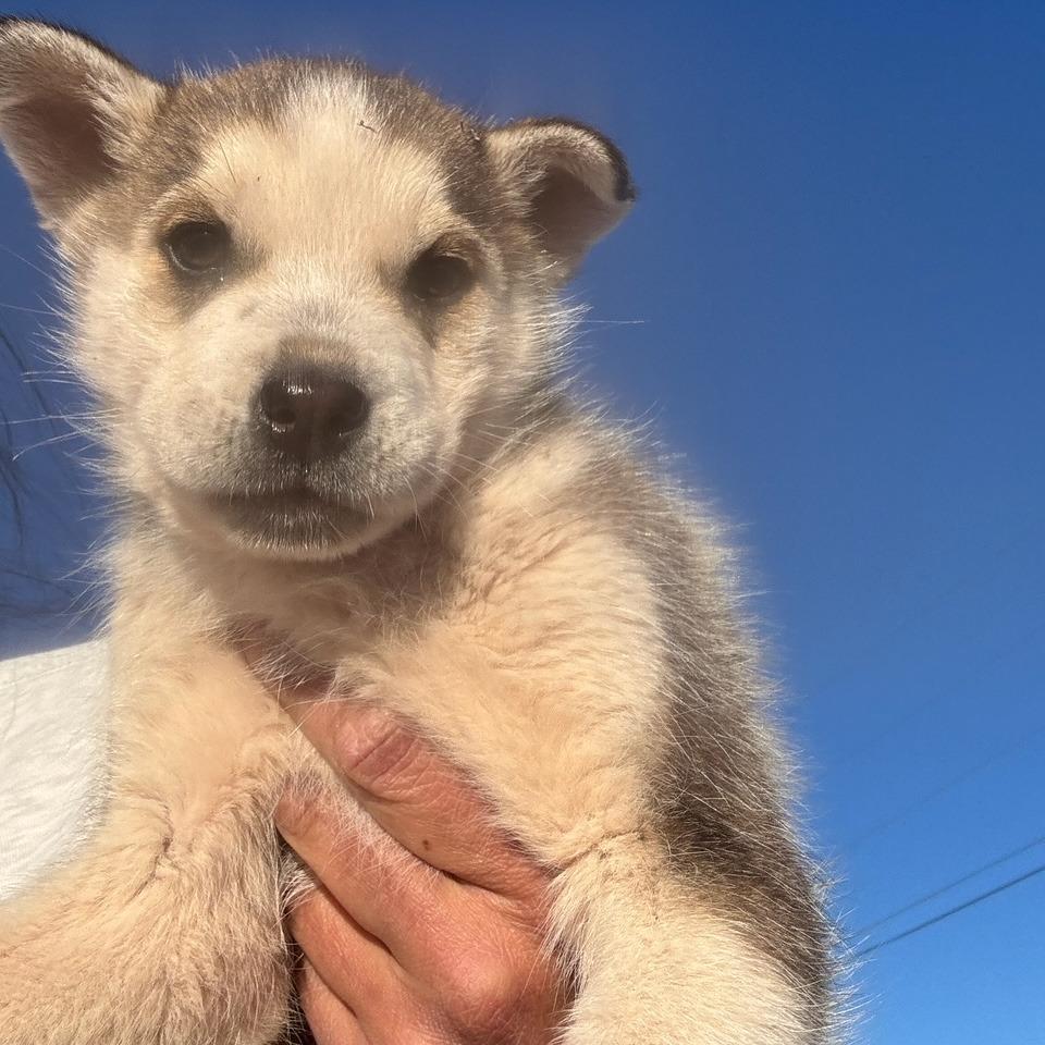 Katherine, a Adoptable Husky in Tuba City, AZ image 4/6