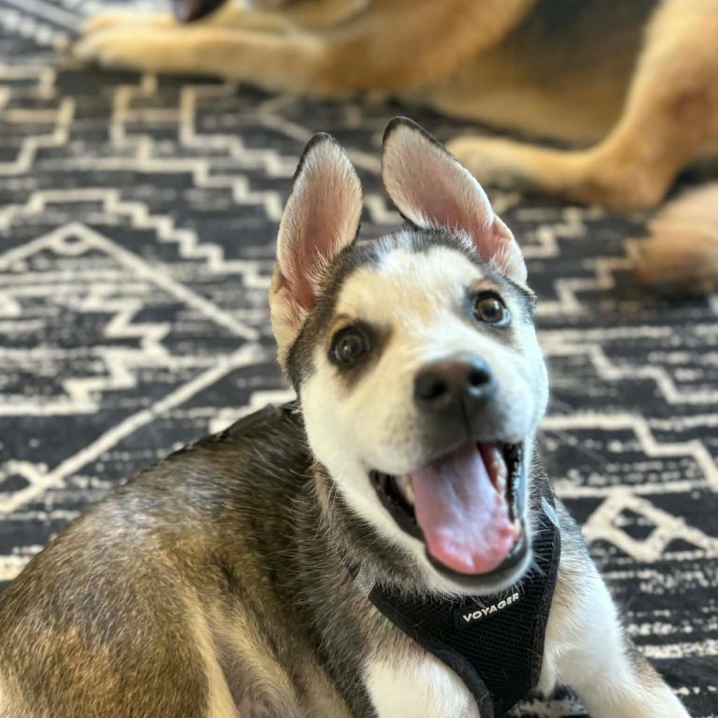 Katherine, a Adoptable Husky in Tuba City, AZ image 5/6