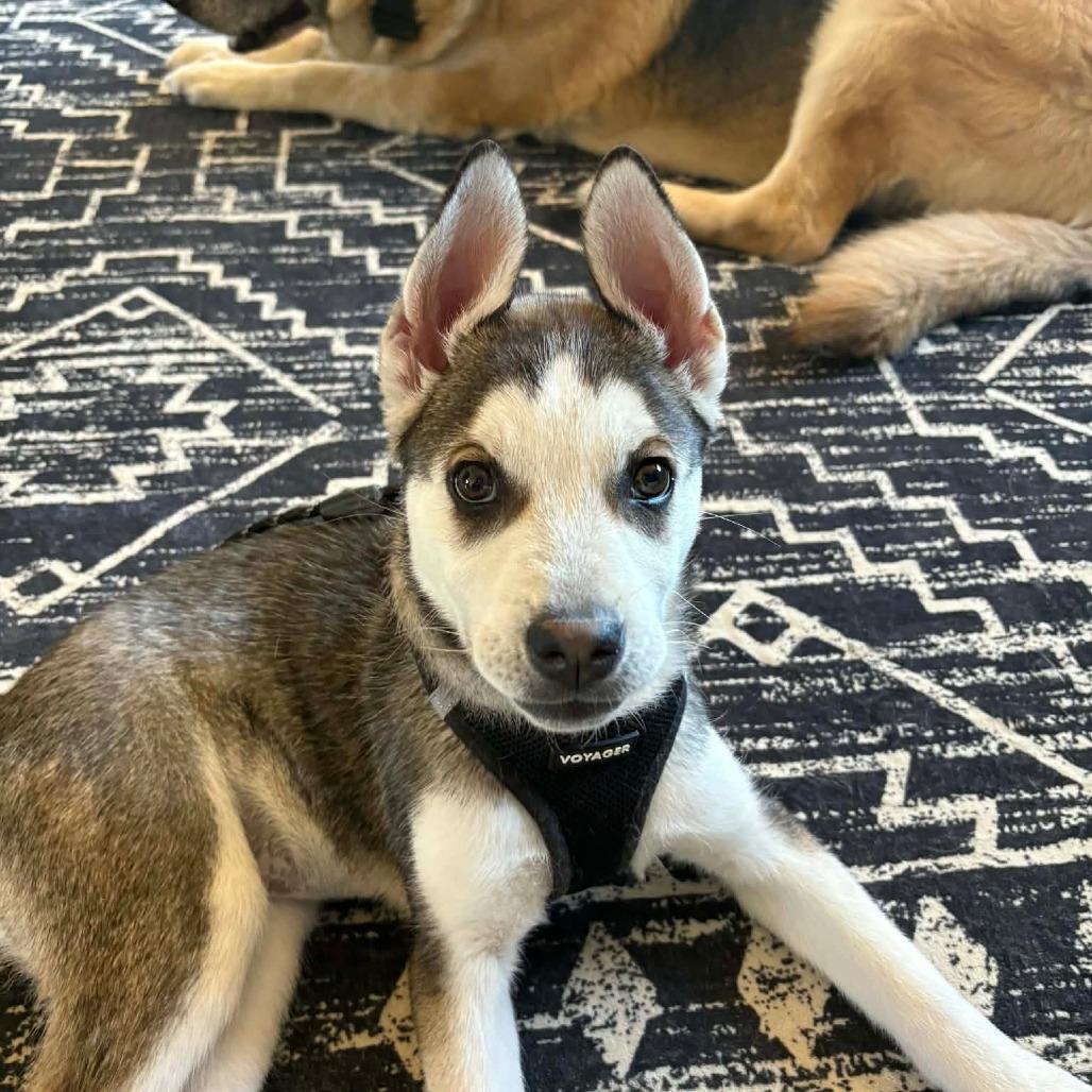 Katherine, a Adoptable Husky in Tuba City, AZ image 6/6