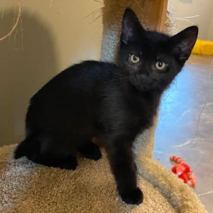 LYNX, Adoptable, Kitten Male Domestic Short Hair & Manx.