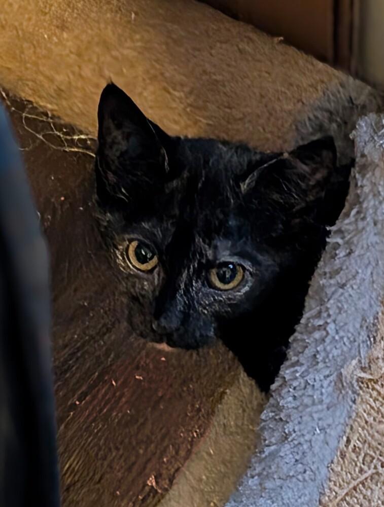 Enlarge Senoia, a Adoptable Domestic Short Hair in Statesville, NC image 1/1