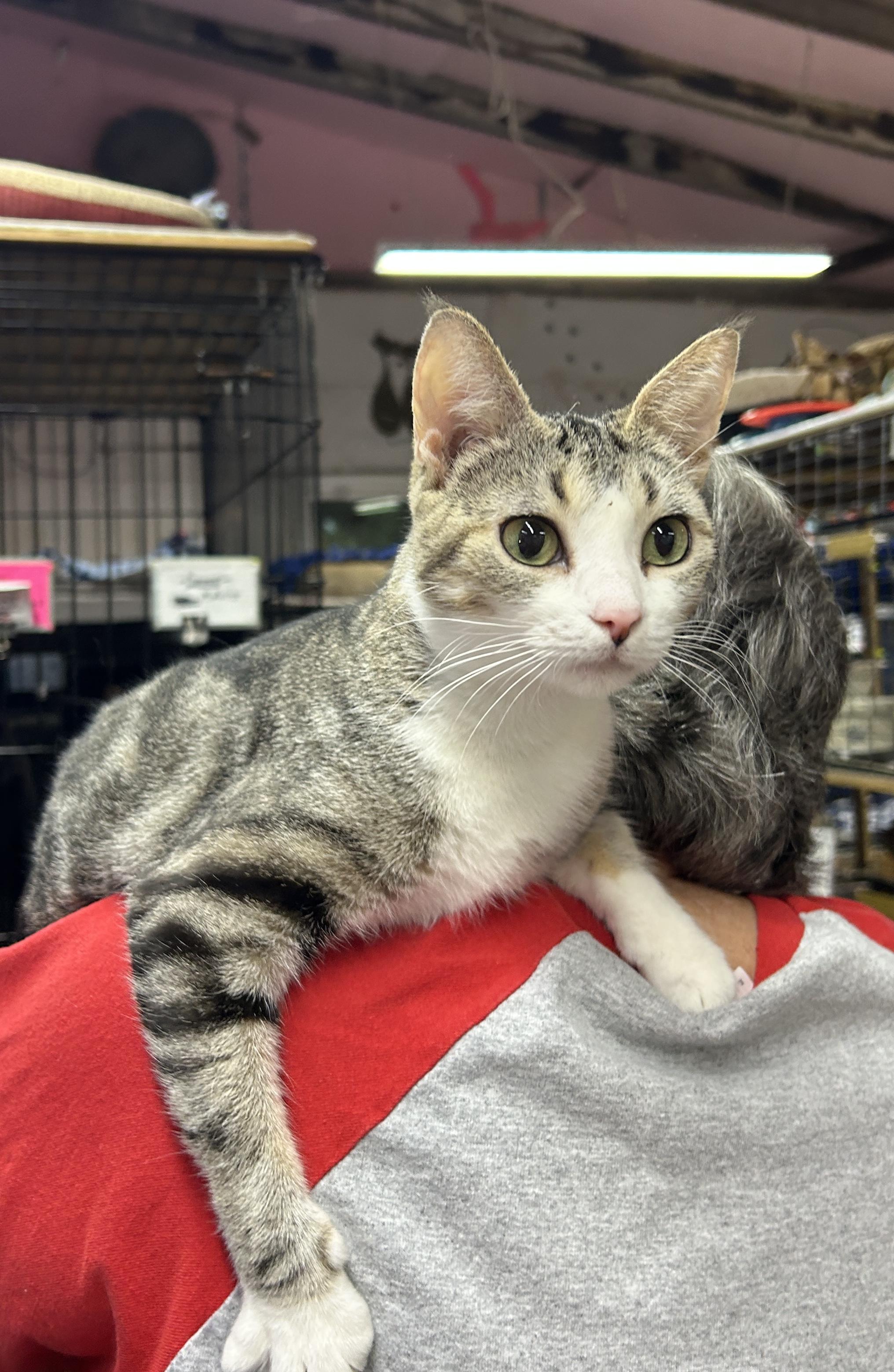 Renn, ADOPTABLE, Adult Female Domestic Short Hair.