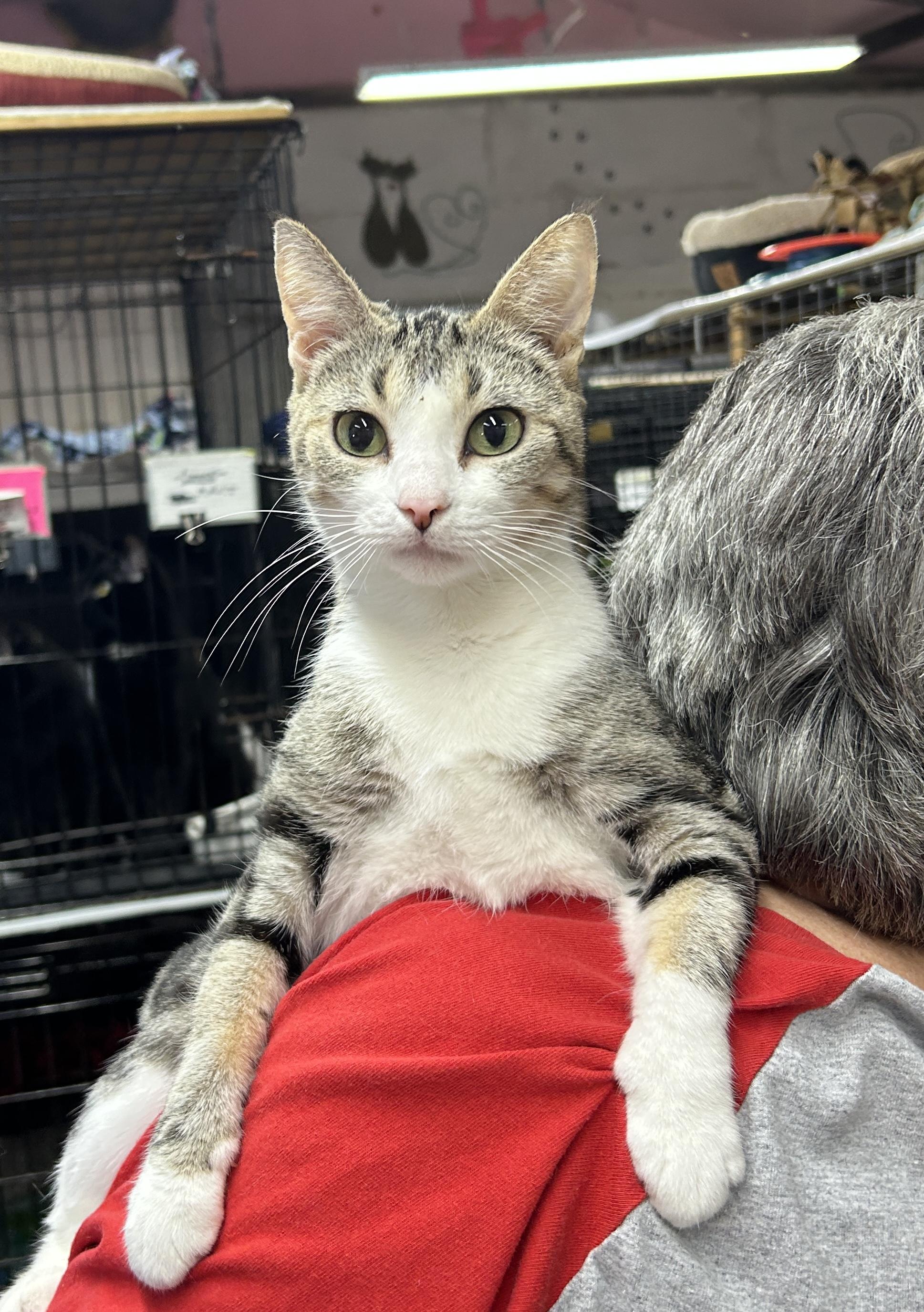 Enlarge Renn, a ADOPTABLE Domestic Short Hair in Avon, OH image 2/2