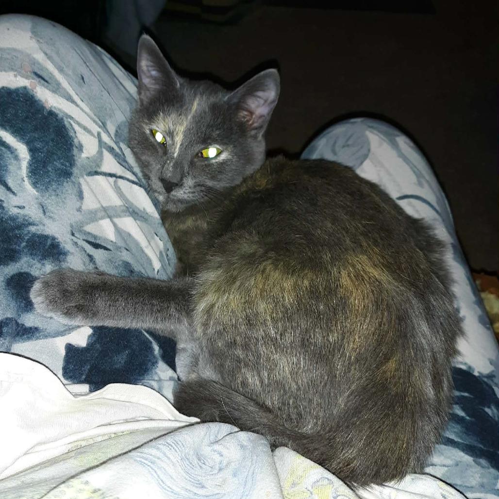 Enlarge Peanut Butter, a Adoptable Domestic Short Hair in Middleton, WI image 1/4