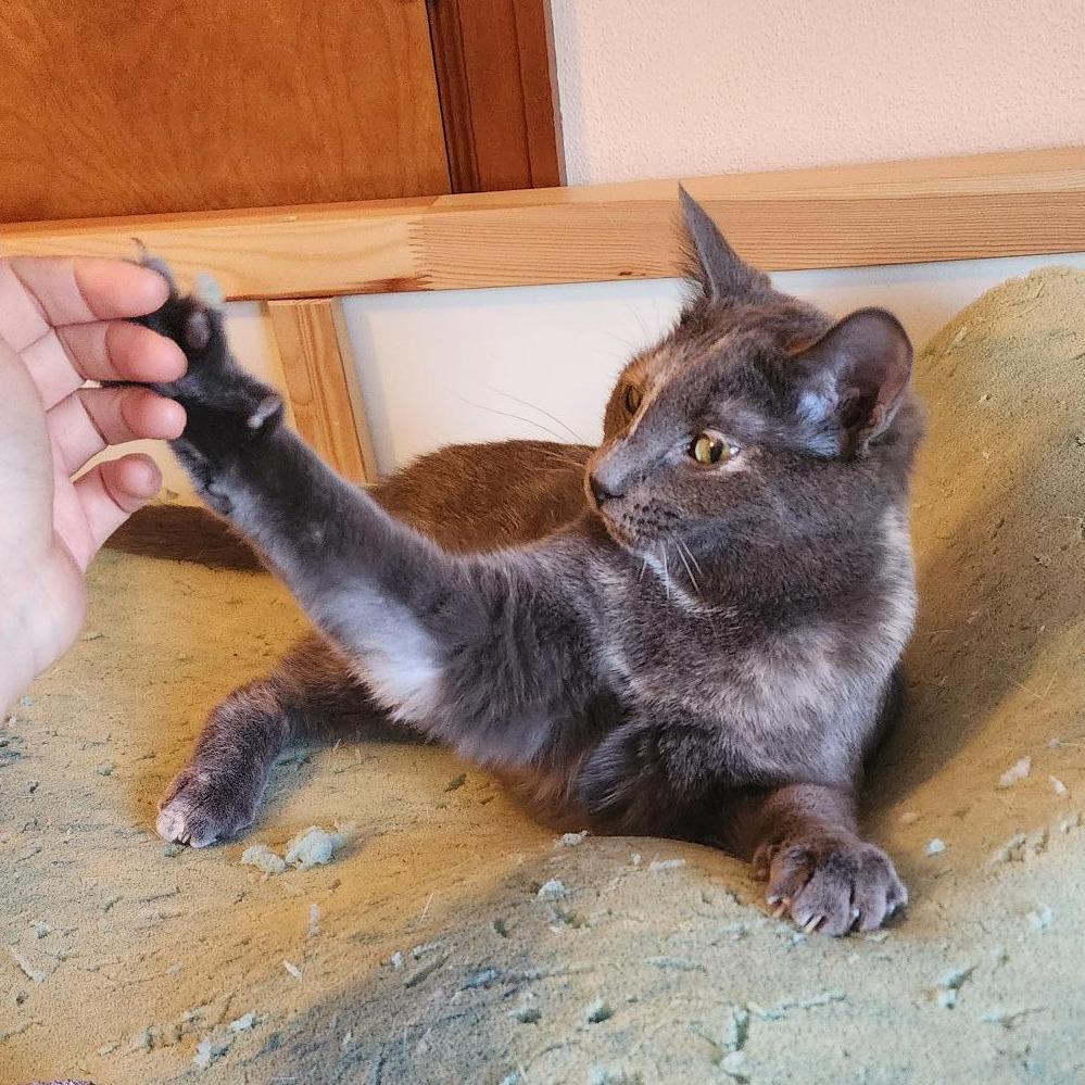 Enlarge Peanut Butter, a Adoptable Domestic Short Hair in Middleton, WI image 2/4