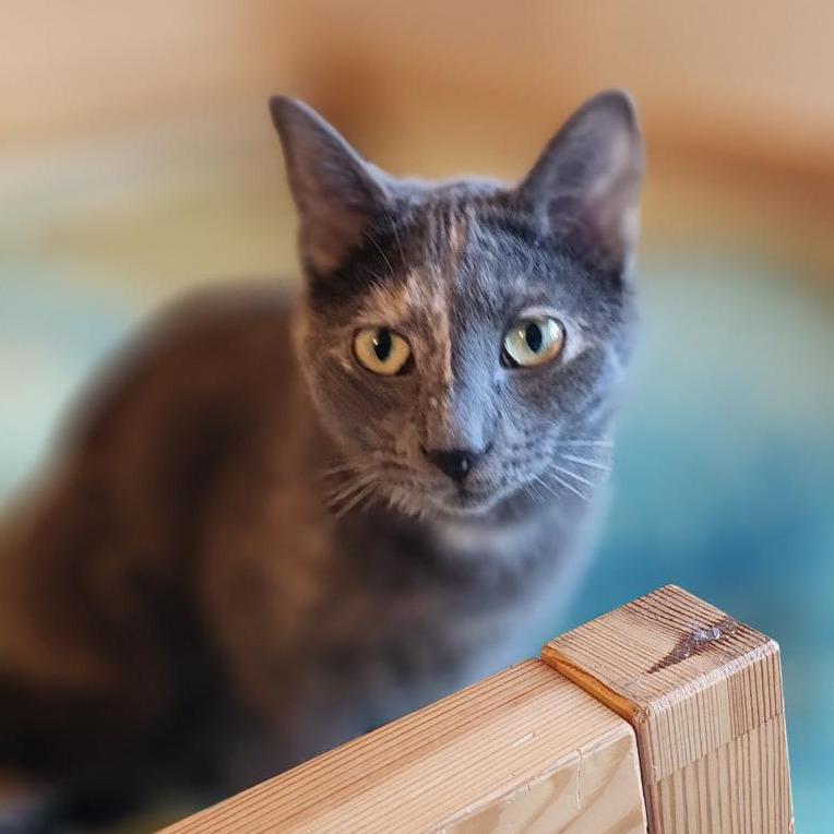 Enlarge Peanut Butter, a Adoptable Domestic Short Hair in Middleton, WI image 3/4