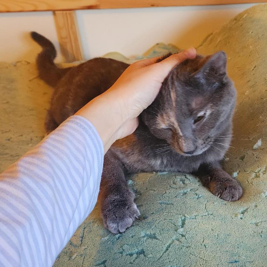 Enlarge Peanut Butter, a Adoptable Domestic Short Hair in Middleton, WI image 4/4