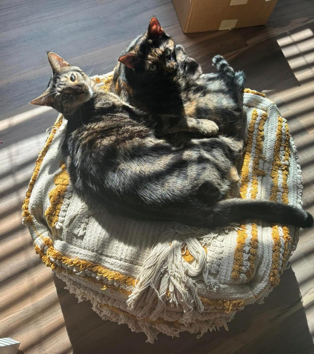 Jade & King BONDED Pair