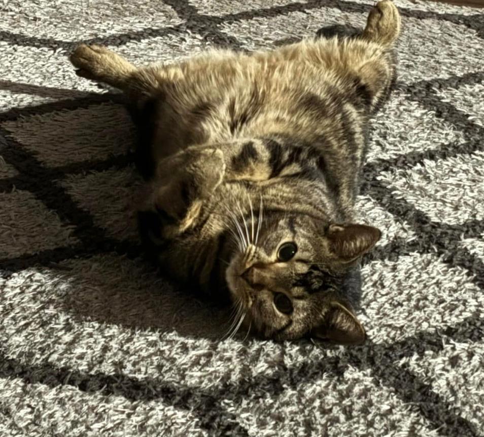 Jade & King BONDED Pair