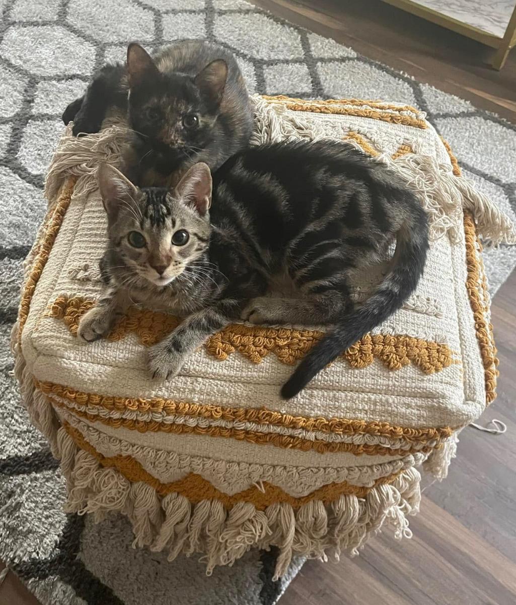 Jade & King BONDED Pair