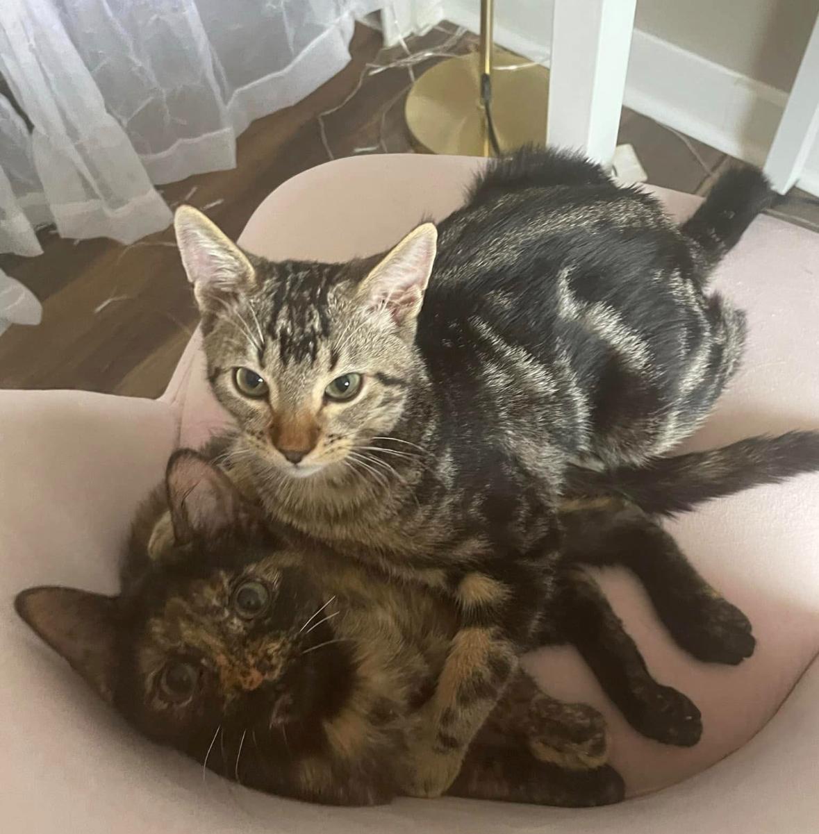 Jade & King BONDED Pair, Adult Male American Shorthair