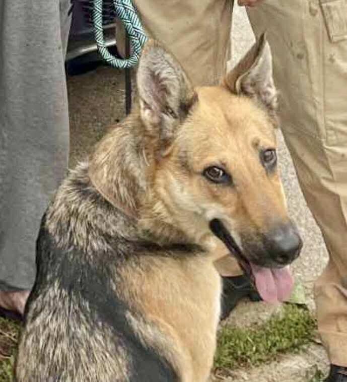 Lady, adoptable, Young Female German Shepherd Dog.