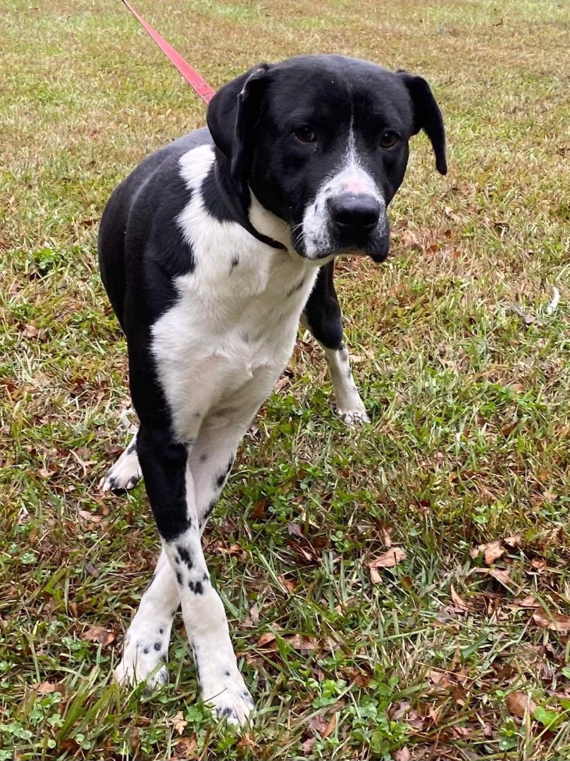 Wyatt, Adopted, Young Male Pointer & Mixed Breed.