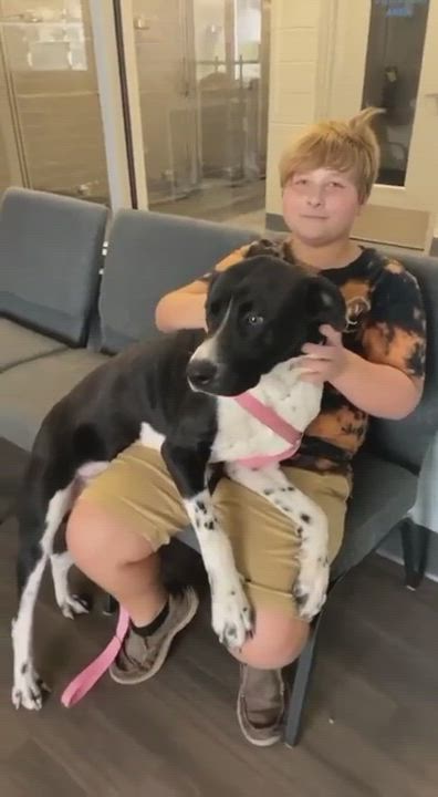 Enlarge Wyatt, a Adopted mixed breed in Portland, ME video 2/3