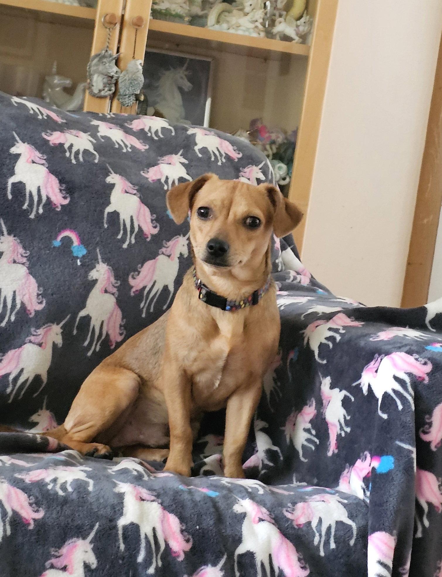 PEPPER JACK aka PJ, Adoptable, Young Male Chihuahua & Dachshund.