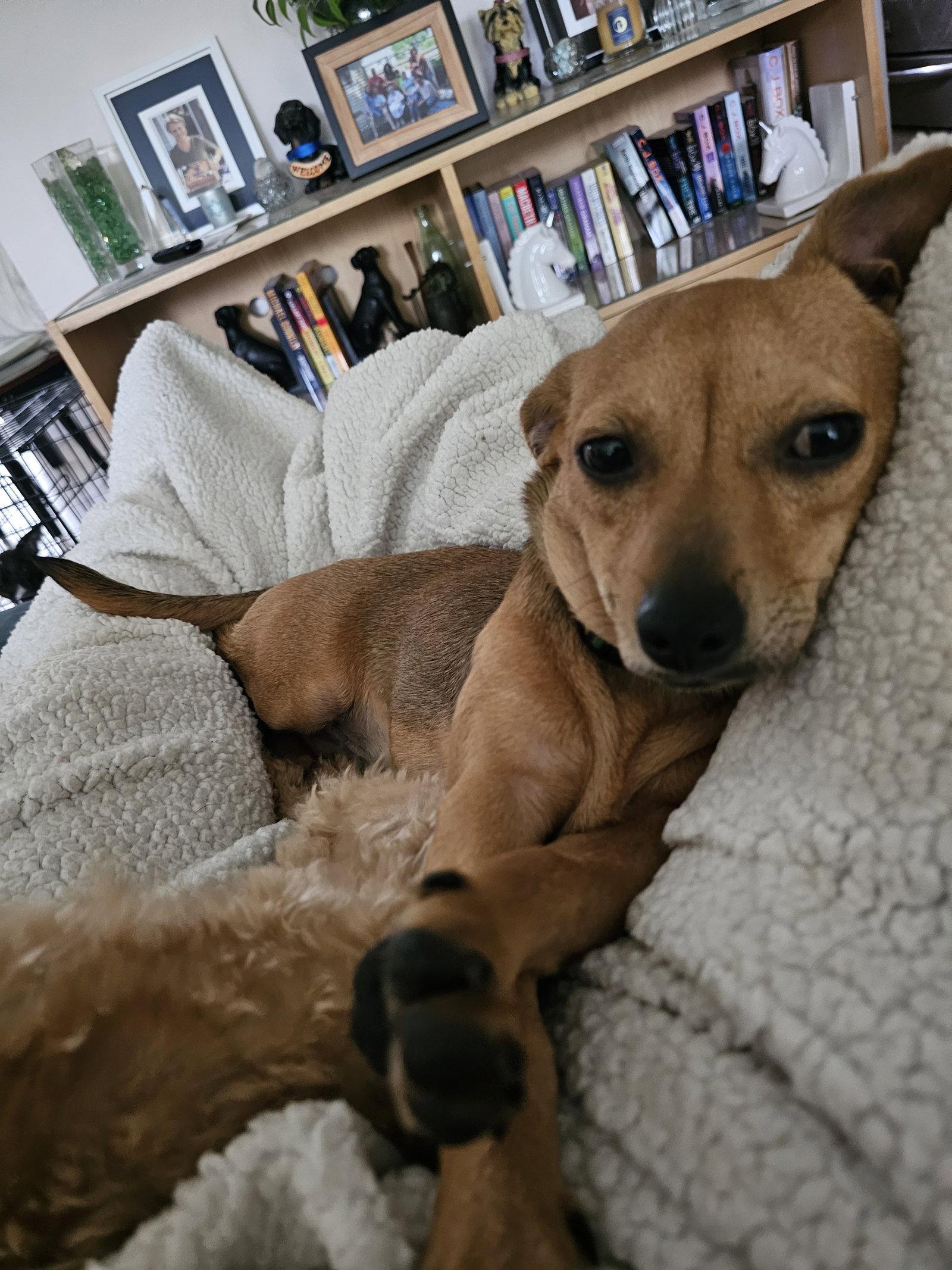 Enlarge PEPPER JACK aka PJ, a Adoptable mixed breed in Jackson, NJ image 2/3