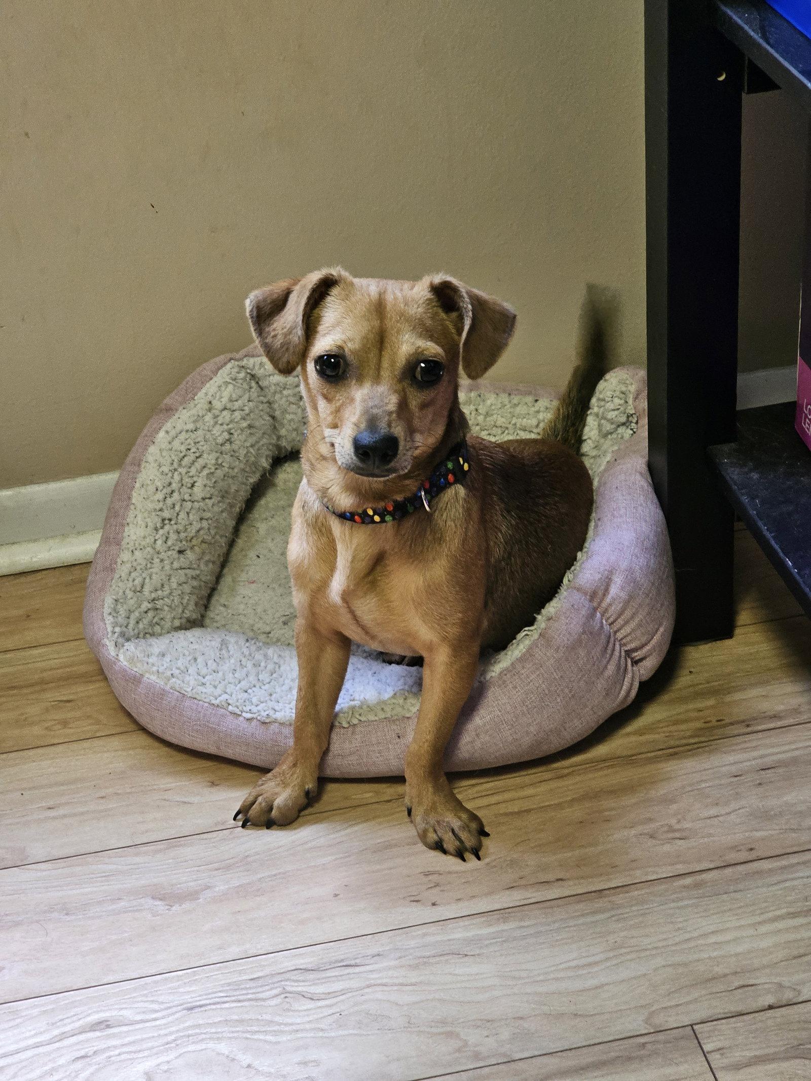 Enlarge PEPPER JACK aka PJ, a Adoptable mixed breed in Jackson, NJ image 3/3